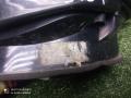 фонарь задний правый Opel Astra J (2009—2012) 2011, Название двигателя 1.6i A16XER, 13358078 - фото №9
