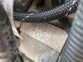 двигатель BMW X3 F25 (2010 - 2015), 2.0 л., N47 D20 C, дизель, N47D20C - фото №5