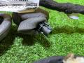 дверная проводка Audi Q3 Sportback F3 2021, 2.0 л., бензин, 83A971030QJ, 83A971030QL - фото №7
